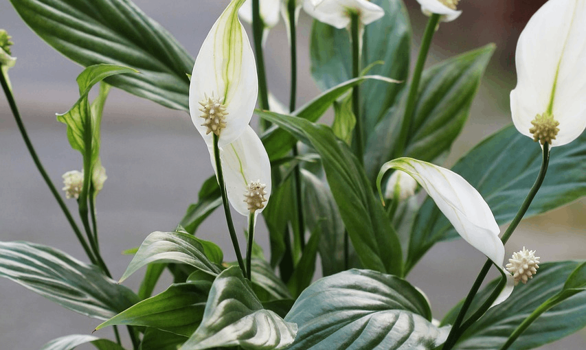Czy skrzydłokwiat jest trujący dla kota?